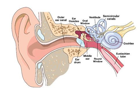 Anatomy Of The Ear Ears And Diving Dan Health And Diving