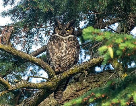 Owl Predator Bird Branch Tree Hd Wallpaper Peakpx