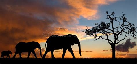 Elephant Silhouette At Sunset Stock Photo Image Of Silhouette Ivory