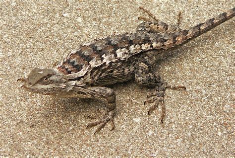 Texas Spiny Lizard Flickr Photo Sharing