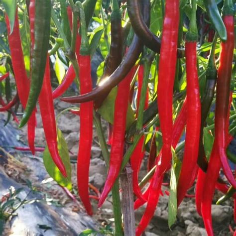 Hot Pepper Seeds Long Hot Pepper Vegetable Seeds046 Rooted Retreat