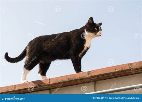 Cat On Roof Stock Image Image Of Rooftop Sunny Domestic 73928417