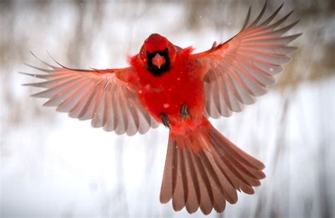 7 Most Powerful Cardinal Spiritual Meaning And Symbolism