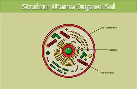 Organel Sel Gambar Struktur Organel Sel Dan Fungsinya