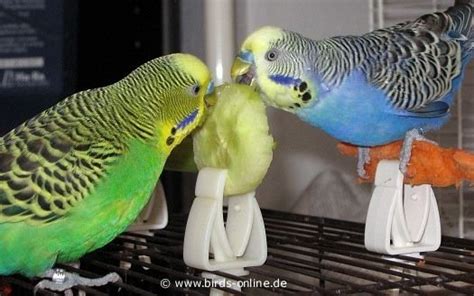 10 Reasons Why Budgies Are The Best Budgies Bird Pet Birds Budgies