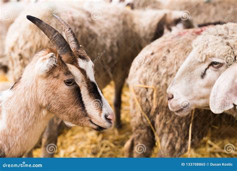 Cute Group Of Goats In The Stable Stock Image Image Of Animal White