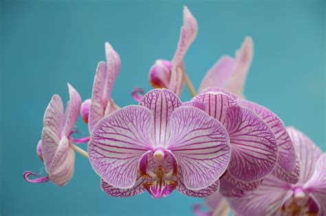 Top 5 Facts About Orchids How It Works