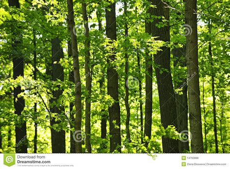 Green Spring Forest Stock Photo Image Of Canada Outside 14763888