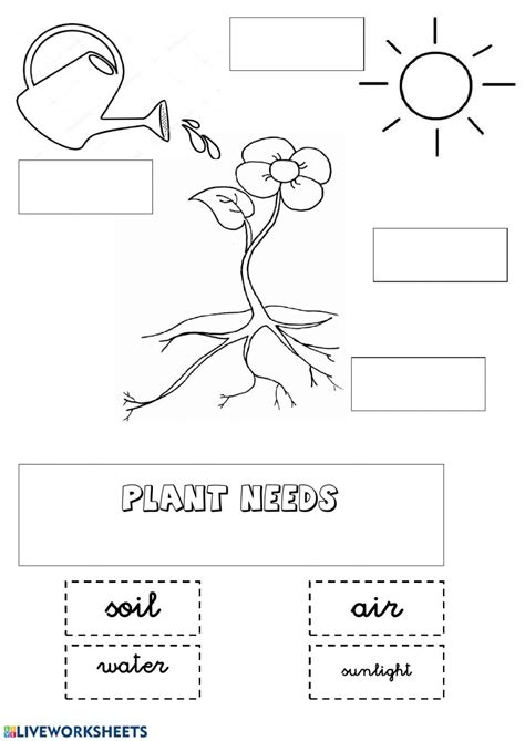 He uncovers the epic battle between the dinosaurs and the tallest trees on the planet. The needs of a plant - Interactive worksheet