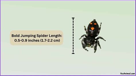 Bold Jumping Spider Size Explained And Comparison With Others