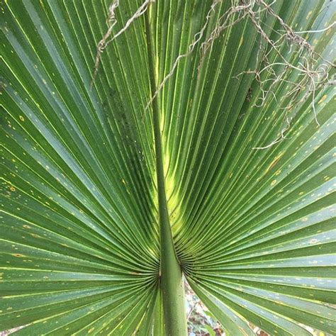 Sabal Palm Tree Facts Devon Matheson