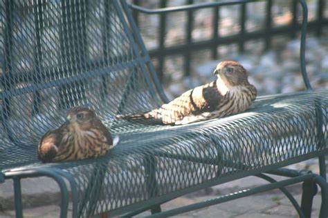 Hawks & state farm arena promotions. World Bird Sanctuary: SPRUNG'S SPRING BABY HAWKS FROM ...