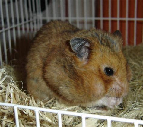 The Basics Of Caring For Pet Hamsters Pethelpful