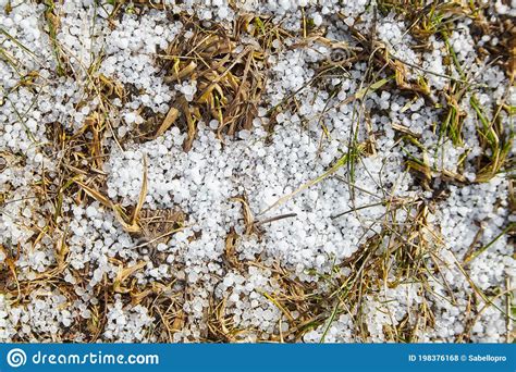 Snow Pellets Graupel Or Soft Hail On The Ground Form Of Precipitation