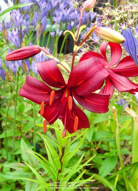 Lily Lilium Midnight Raspberry In The Lilies Database