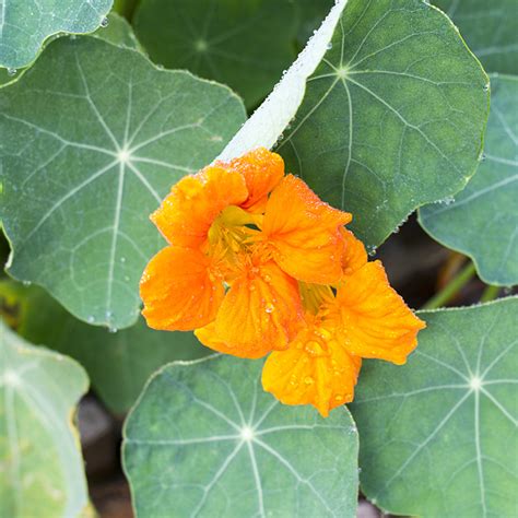 The Ten Best Edible Flowers To Grow In Your Garden