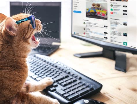 Computer Cats Finally Get Theirs Tifosi Optics