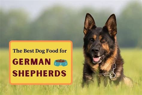 The Best Dog Food For German Shepherds — Fast Esa Letter