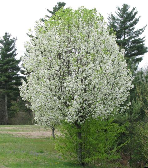 Species Spotlight Bradford Pear And Flowering Dogwood Wallkill
