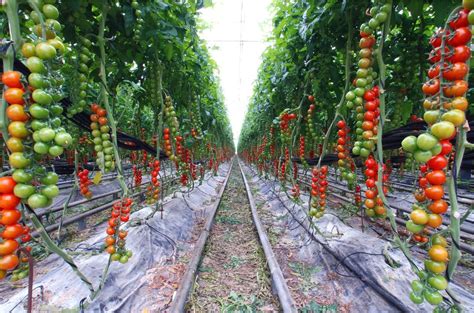 10 Tomato Garden Ideas Simphome Vegetable Garden Layout Plan