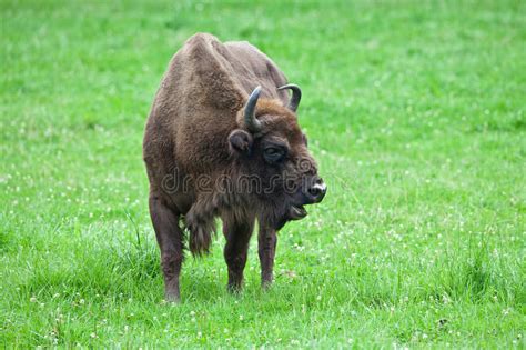 White Buffalo Stock Image Image Of Bison Field Animal 2387353