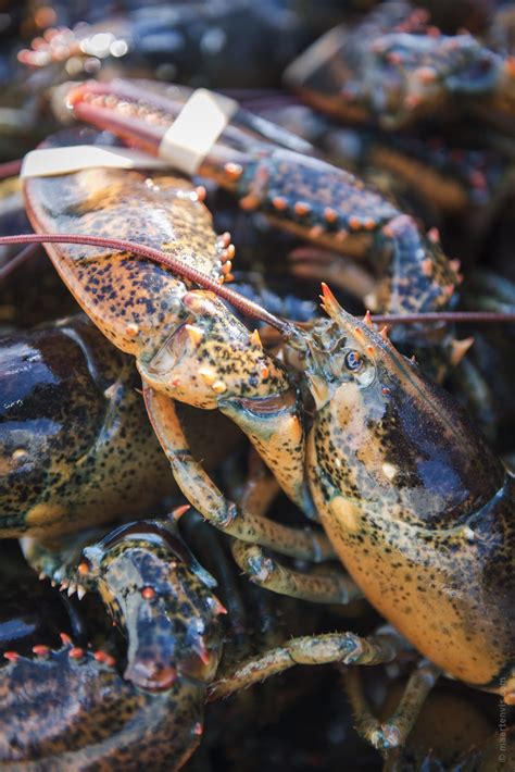 Lobster Fishing In Maine Fish And Feathers Travel Blog