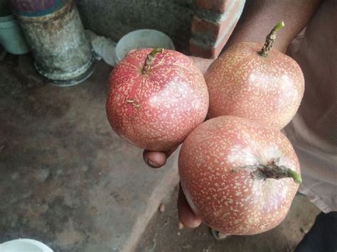 About Kerala Exotic Fruits Retailer Of Mangosteen And Rambutan From
