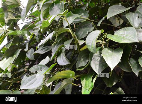 Black Pepper Plants On An Organic Pepper Farm Kampot Cambodia On The