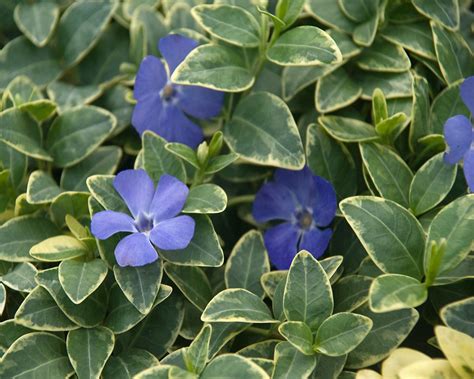 Vinca is a specialty ornamental crop with very distinct requirements. Flowering Vinca Plants | Best Flower Site