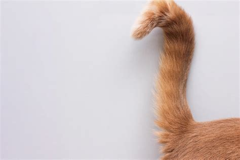 Why Do Cats Wag Their Tails Whats With The Tail Flick