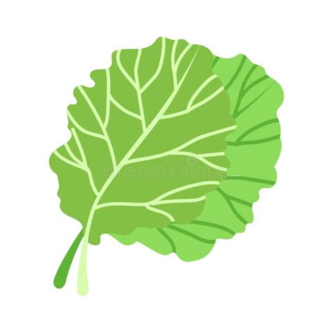 Flat Vector Icon Of A Fresh Collard Green Leafy Vegetables Stock