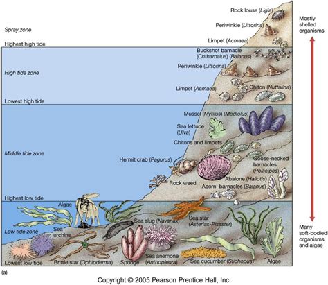 Little Wonders Of The Intertidal Zone Aquatic Ecosystem Ecosystems