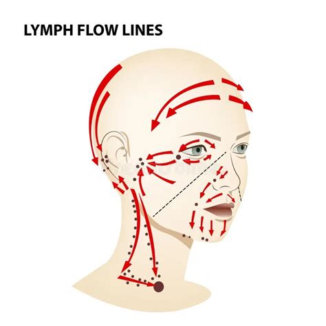 Diagram Of Lymphatic System The Lymphatic System Canadian Cancer