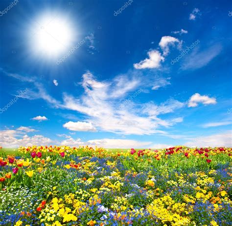 Flowerbed Colorful Flowers Over Blue Sky — Stock Photo © Liligraphie