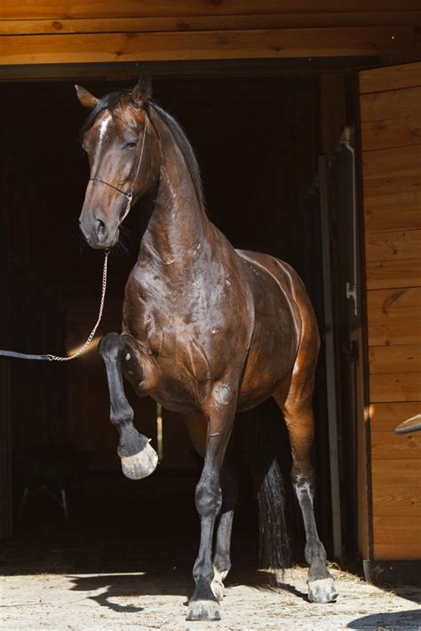 380 Best Orlovrussian Trotter Images On Pinterest Trotter Equine