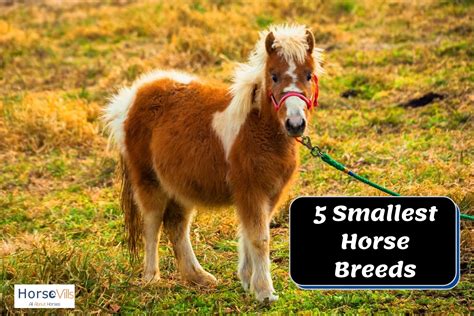 Top 5 Worlds Smallest Horse Breeds Pictures And History