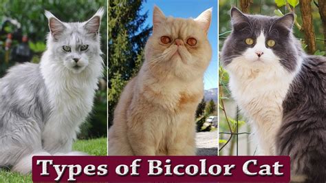10 Interesting Types Of Bicolor Cat Breeds Types Of Bicolor Cat Youtube
