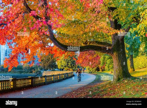 Fall Colour Stanley Park Seawall Vancouver British Columbia Canada