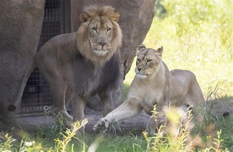 Take A First Look Lion Cubs Born At Audubon Zoo Less Than A Year After