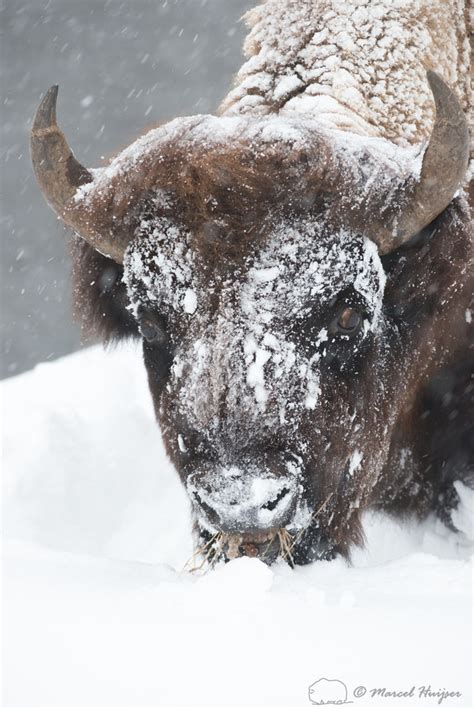 Marcel Huijser Photography Bison Bison Bison Foraging In Snow