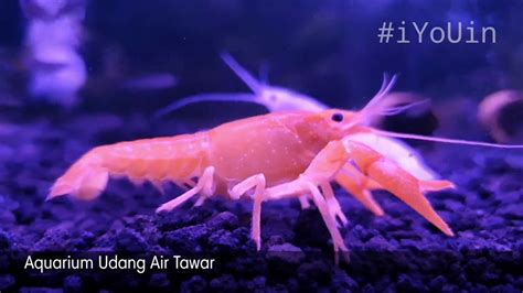 Didapati udang kara air tawar yang berasal dari australia paling sesuai hidup di air tawar dalam keadaan kualiti air pada kadar hingga ph7. Udang Lobster Air Tawar di Aquarium #IkanHias #Lobster ...