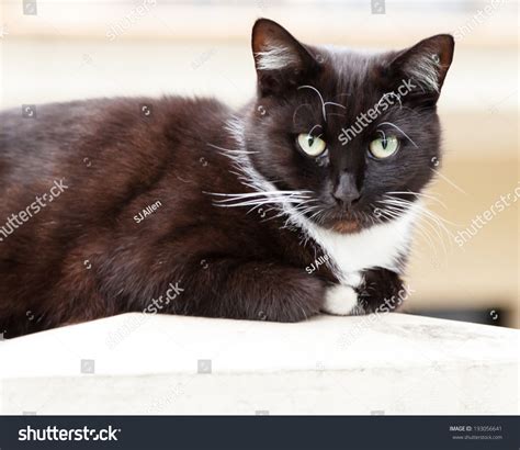 Cute Dark Chocolate Brown Black And White Cat With Green