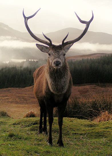 Highland Stag By Malcolm Murray The Celebrated Monarch