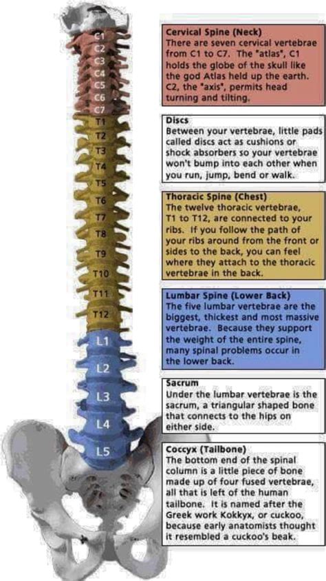 Areas Of The Spine Chart