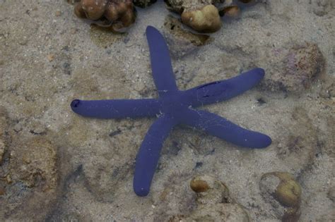 Blue Starfish Linckia Laevigata Photo
