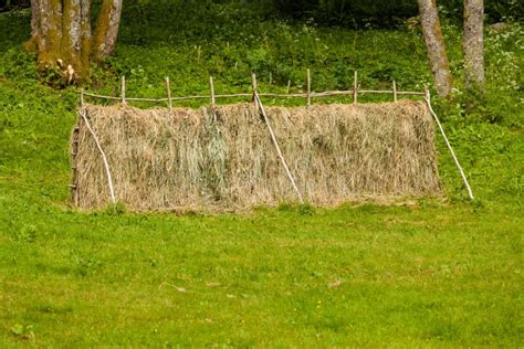 Drying Grass Hay Straws On Wooden Fence Stock Photo Image Of Drying