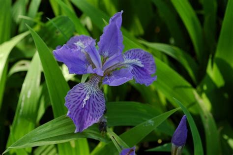 Iris Tectorum Japanese Roof Iris From Garden Center Marketing