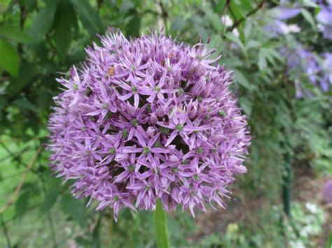 Sierui Allium Globemaster Planten Online Kopen