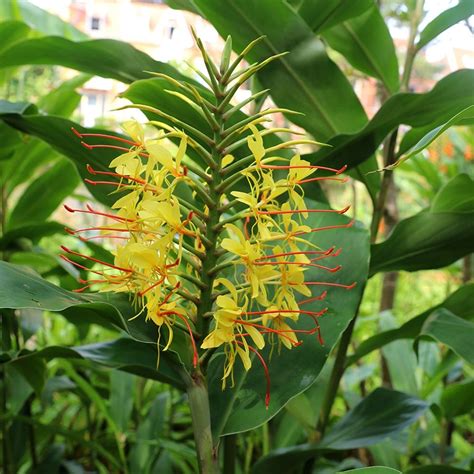 Buy Kahili Ginger Lily Hedychium Gardnerianum