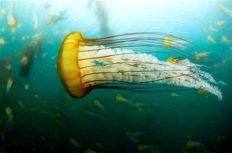 The Amazing Creature That Is The Jellyfish Nature